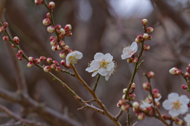 咲き始めた梅花