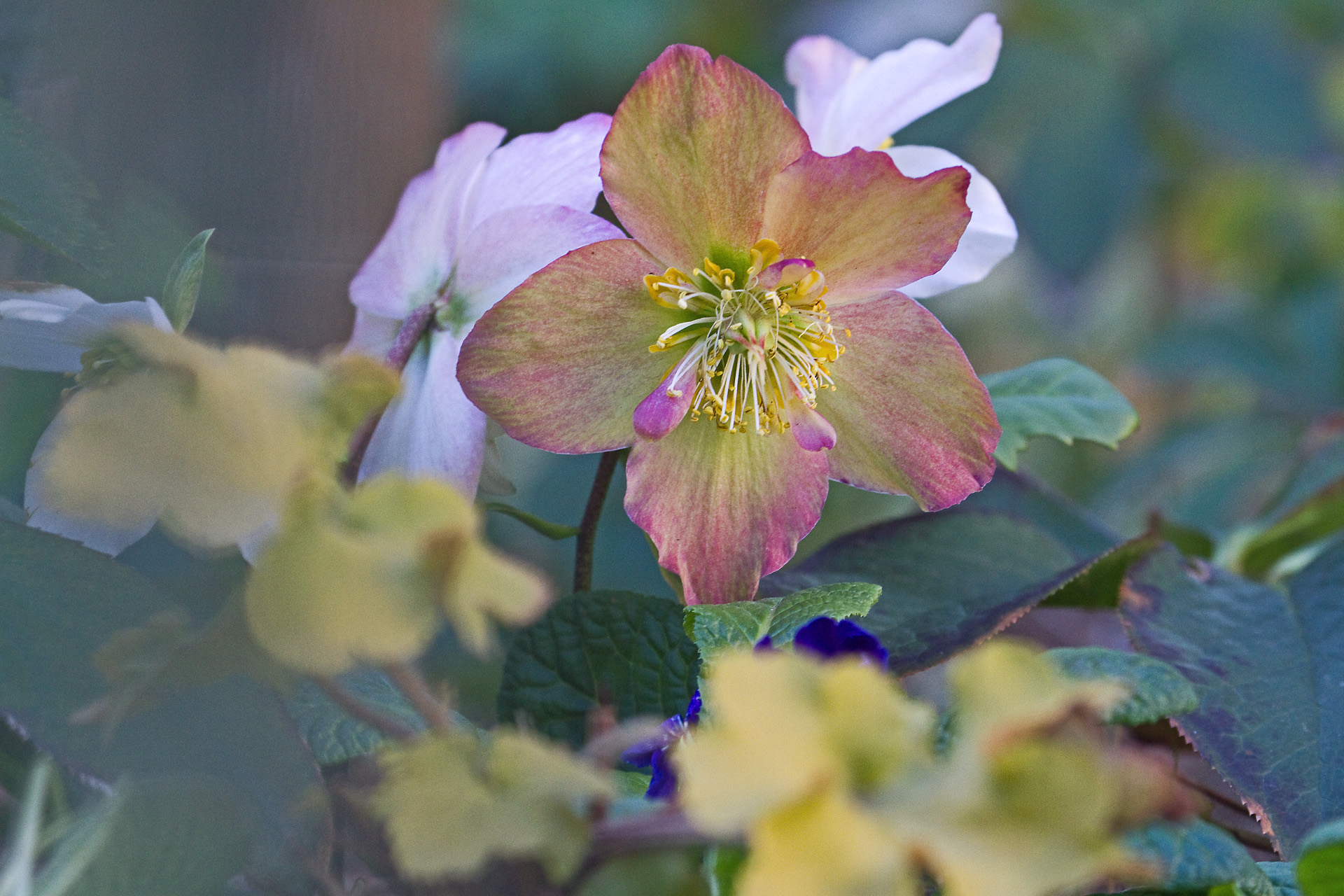 花 植物 クリスマスローズ 壁紙19x1280 壁紙館