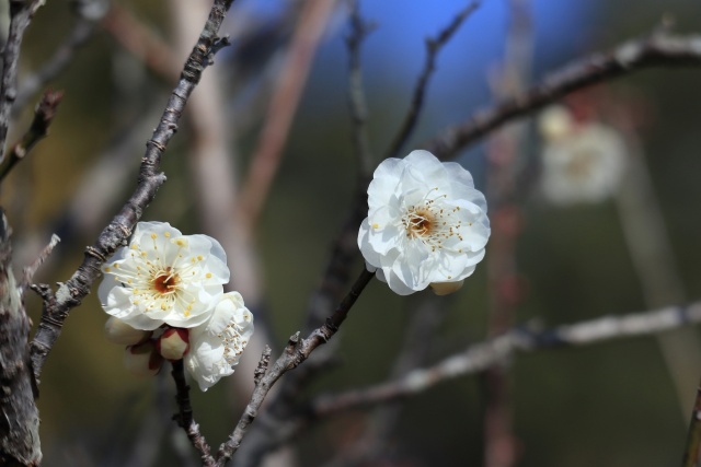 公渕公園の白梅