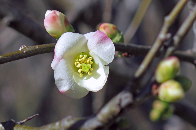 木瓜の花