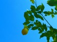 冬の果物レモン