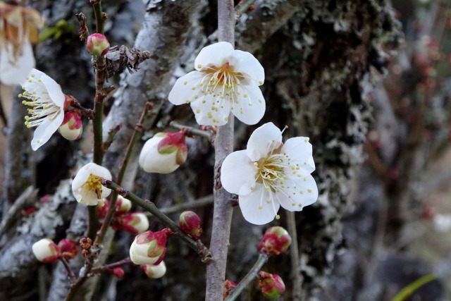 咲き始めた白梅の花