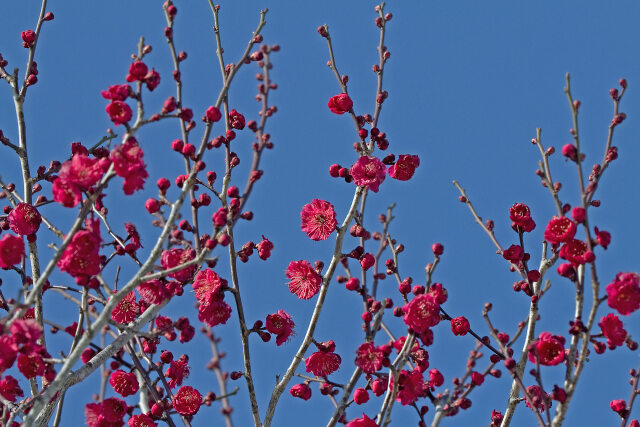 散歩道の花 2021-01-29