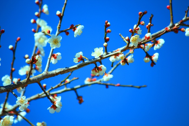 梅の花