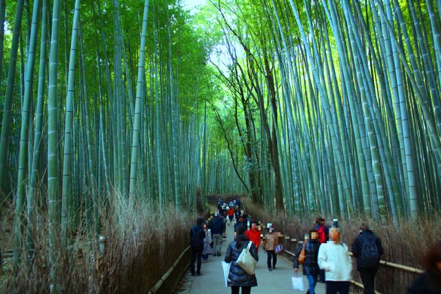 冬の京都竹林