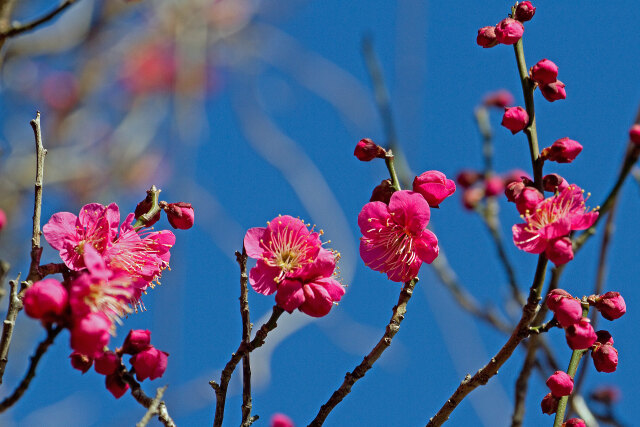 散歩道の花 2021-01-30