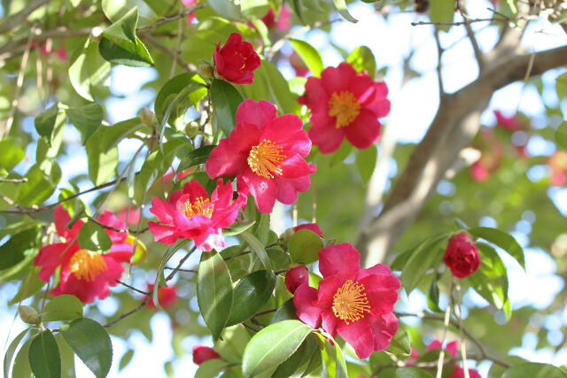 山茶花