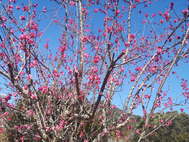 梅の花