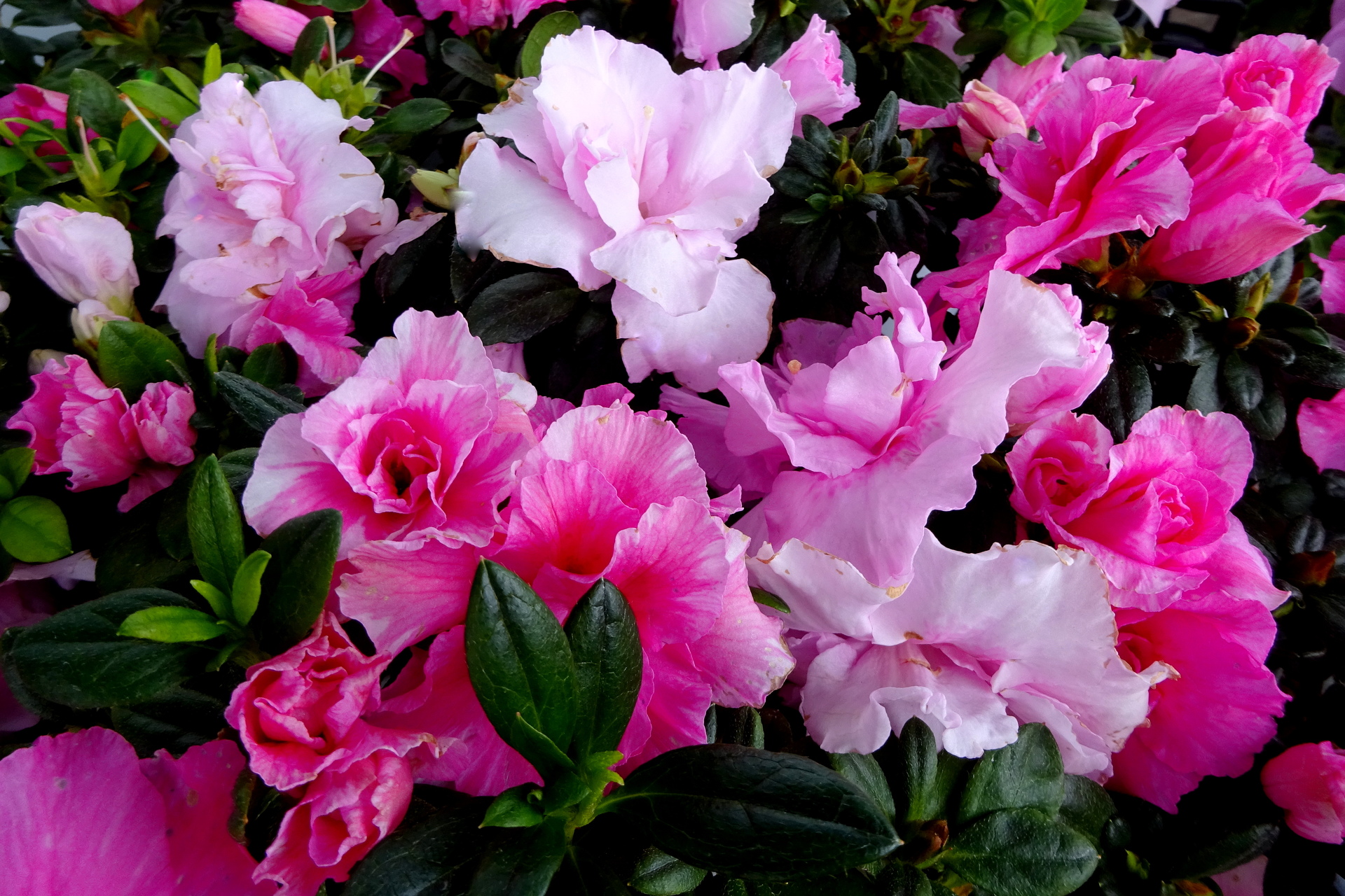 花 植物 アザレアの花 壁紙19x1280 壁紙館