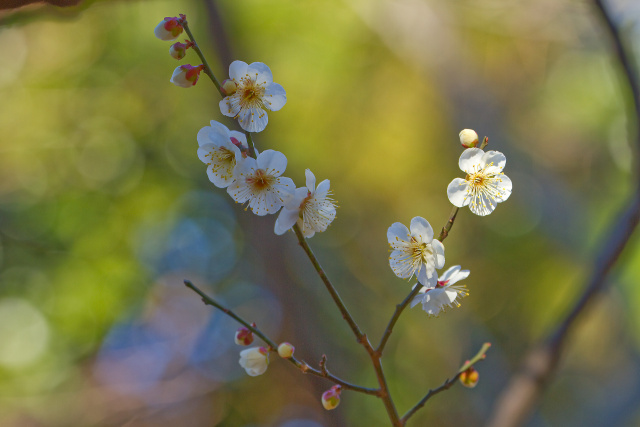 梅花