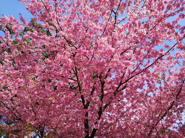 早咲きの桜