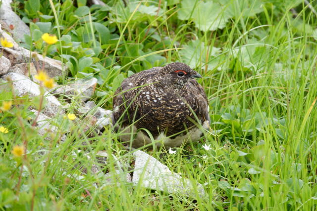 雷鳥坂の雄雷鳥