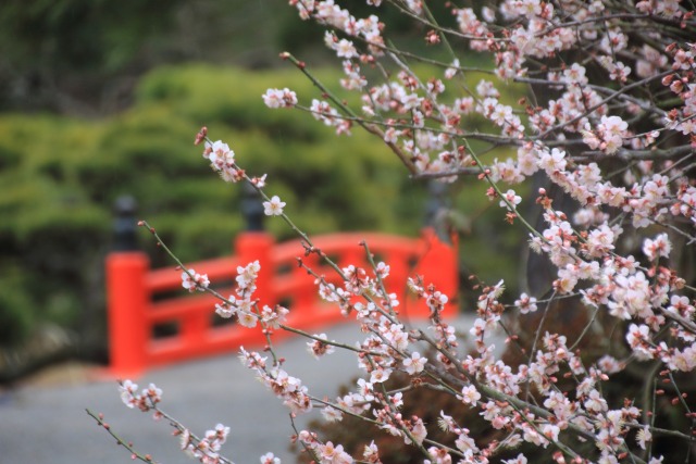 栗林公園に咲く梅