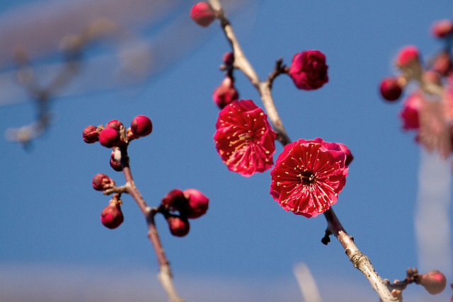 紅梅