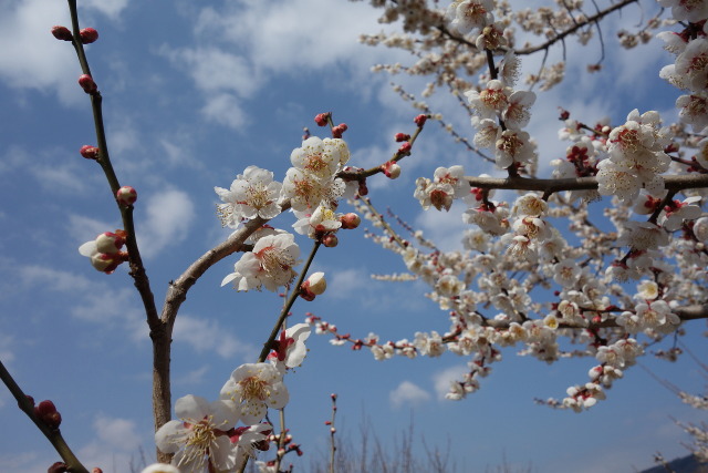 春を告げる梅の花