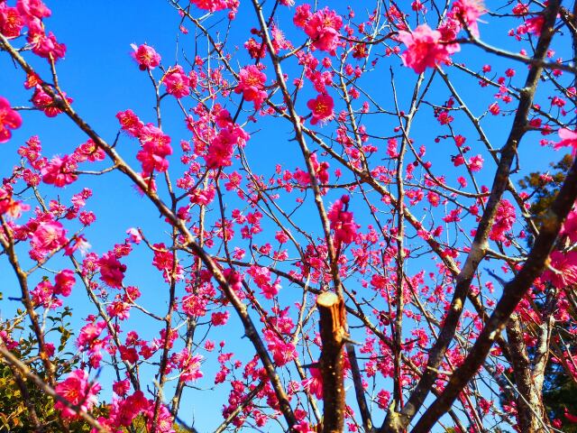 梅の花