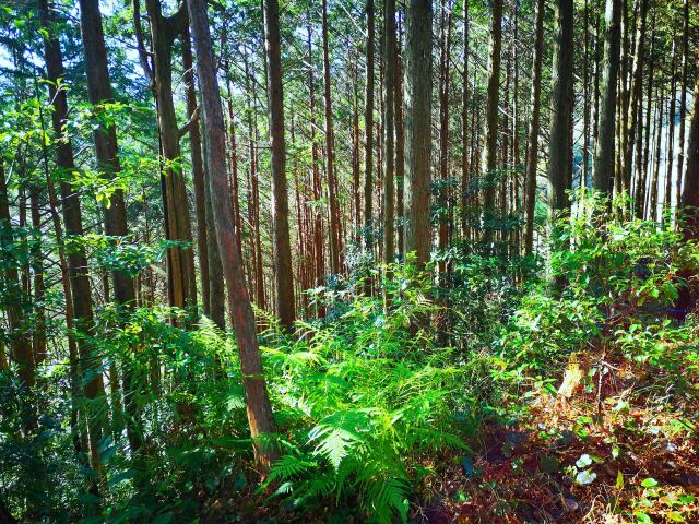 冬の熊野古道