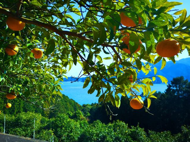 夏みかんと海