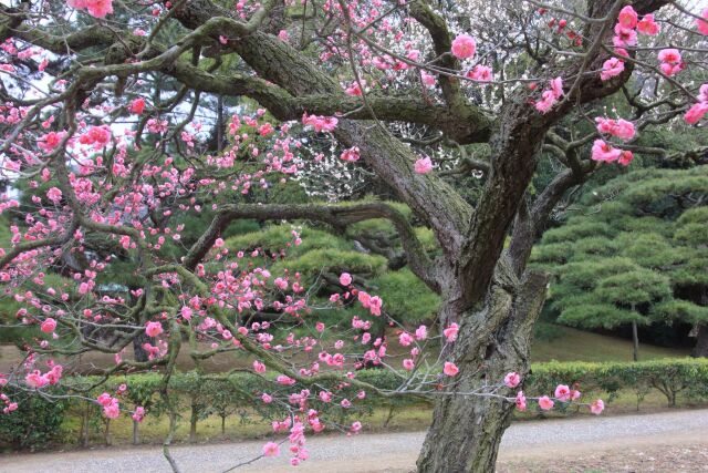 栗林公園の梅花