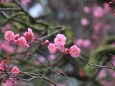 紅梅の花