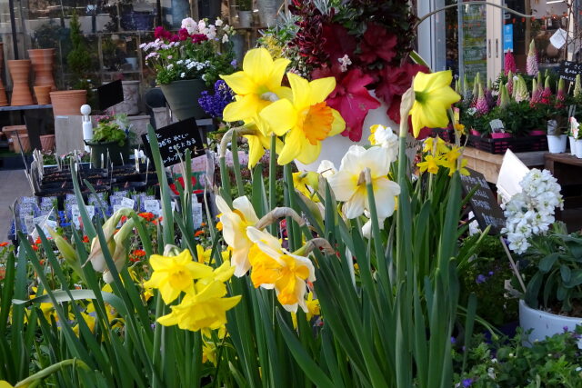 春めいた店先の花