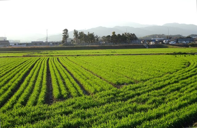 立春過ぎた麦の緑