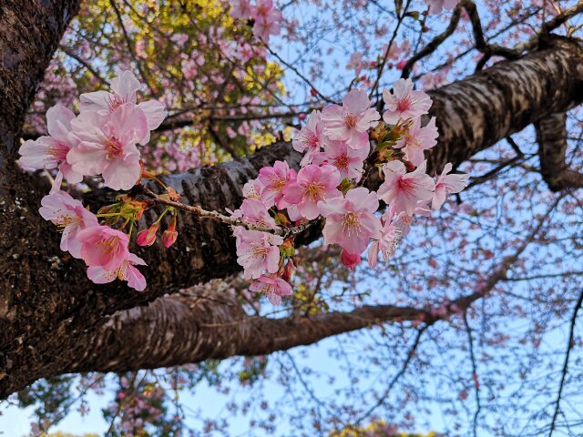 早咲きの桜