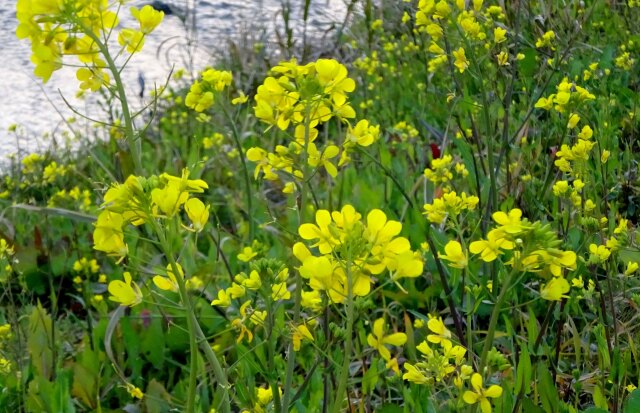 小川の土手の菜の花