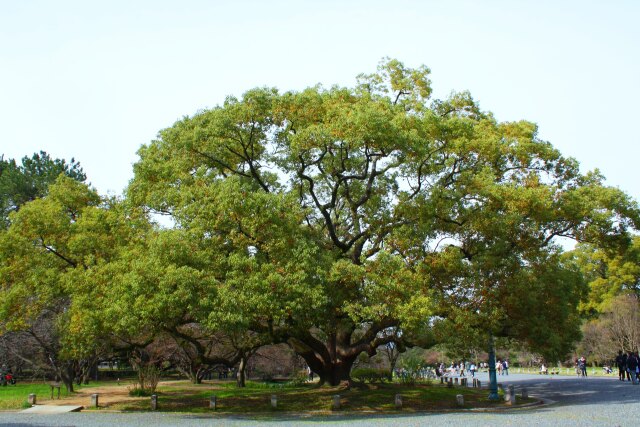 京都御所