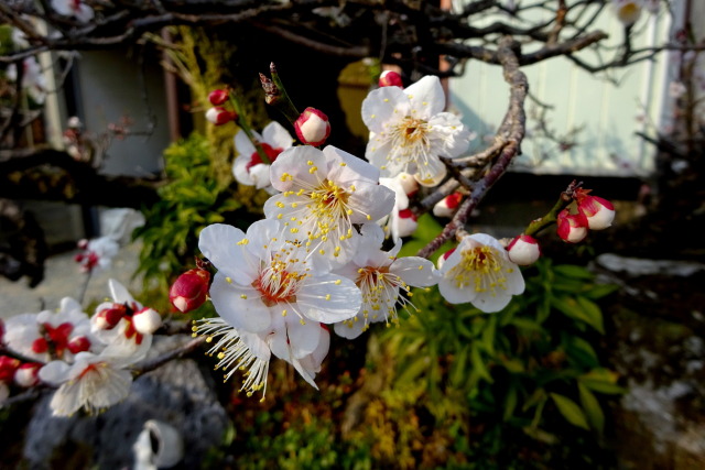 庭に咲いた梅の花