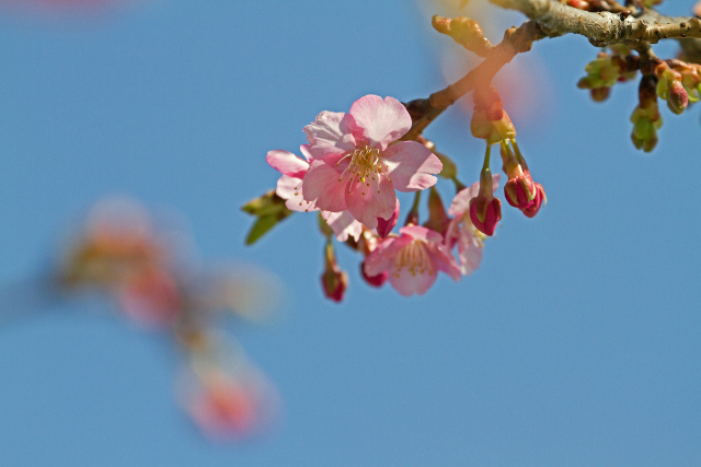 早咲きの桜