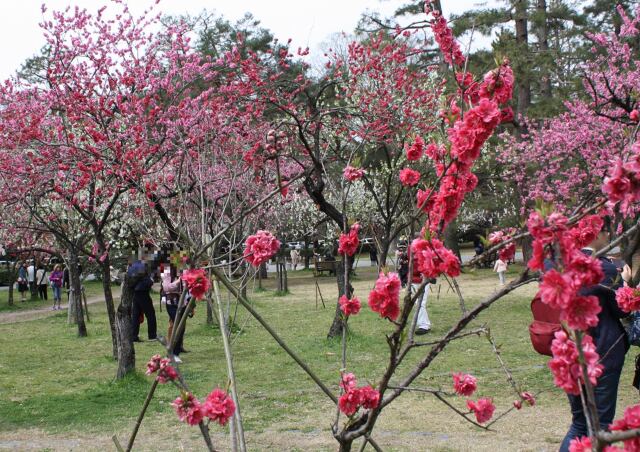 京都御所梅の花