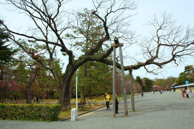 京都御所