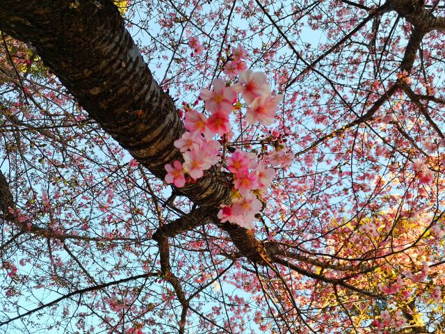 早咲きの桜