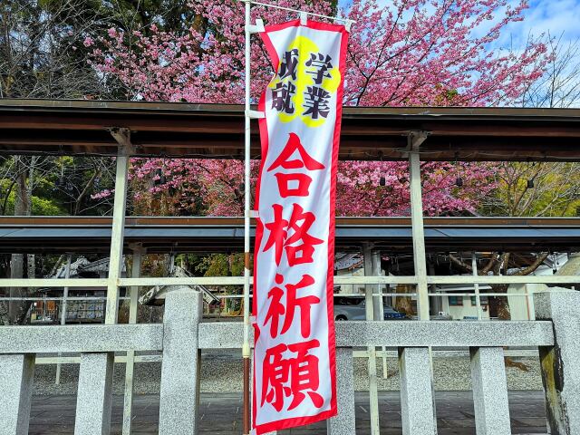 早咲きの桜で合格祈願