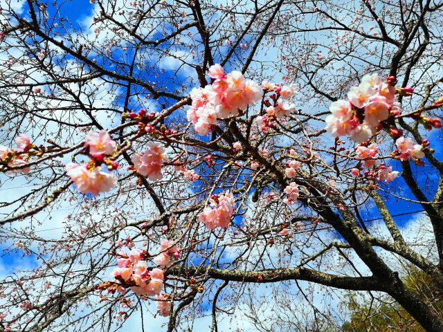 早咲きの桜