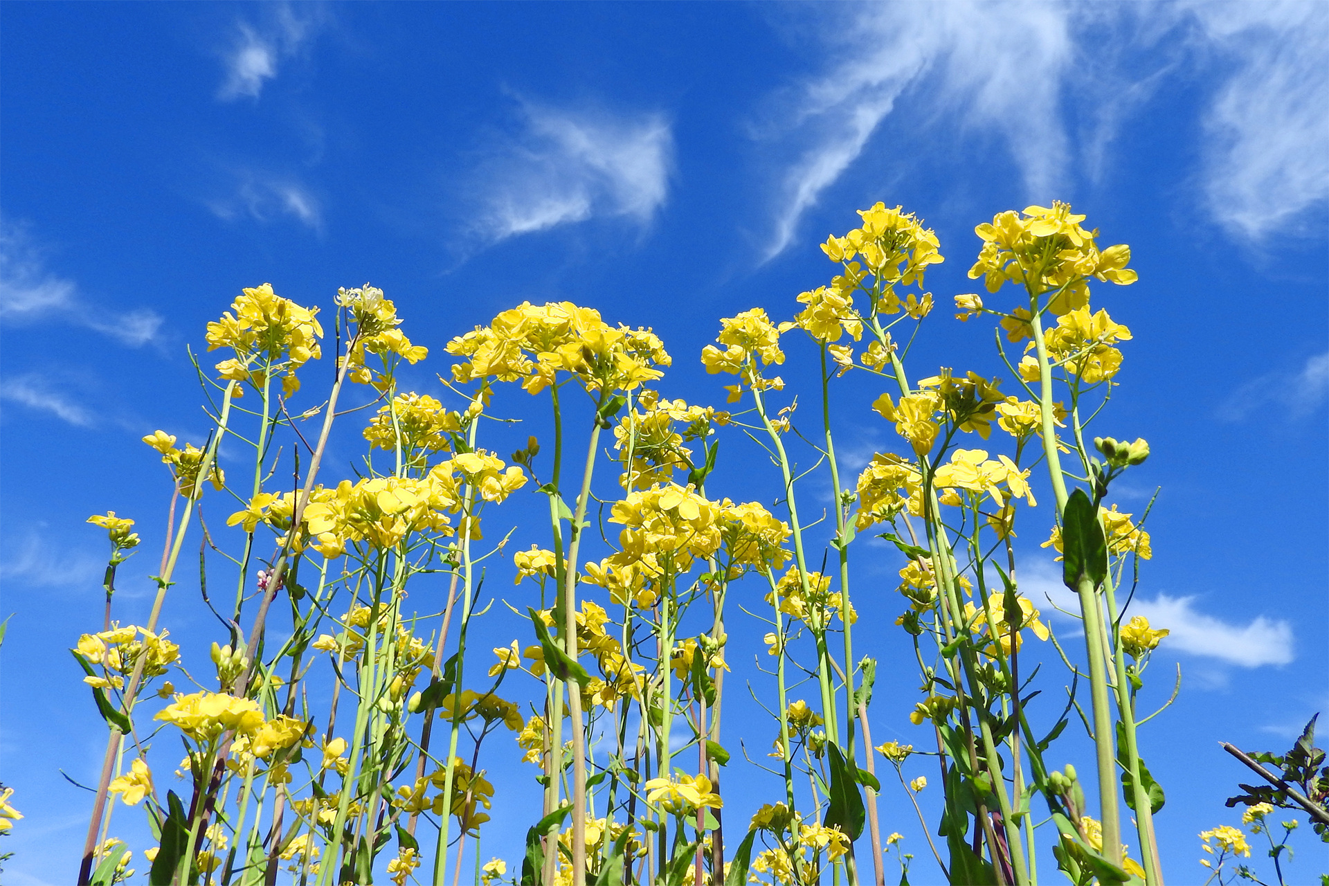 花 植物 菜の花 壁紙19x1280 壁紙館