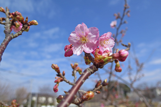 早咲きの桜