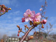 早咲きの桜