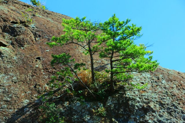 岩の上の盆栽