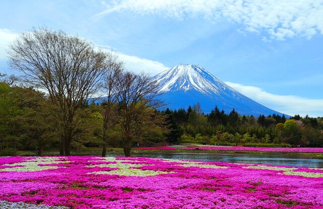 富士山