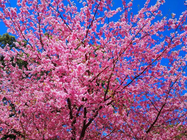 早咲きの桜