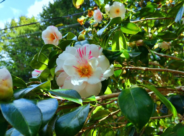 冬の花