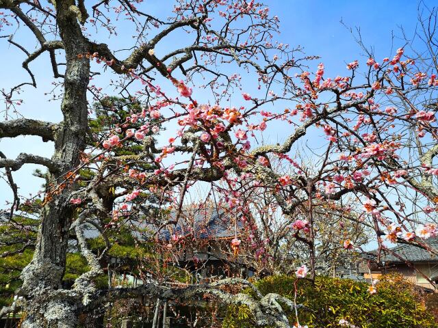 梅の花