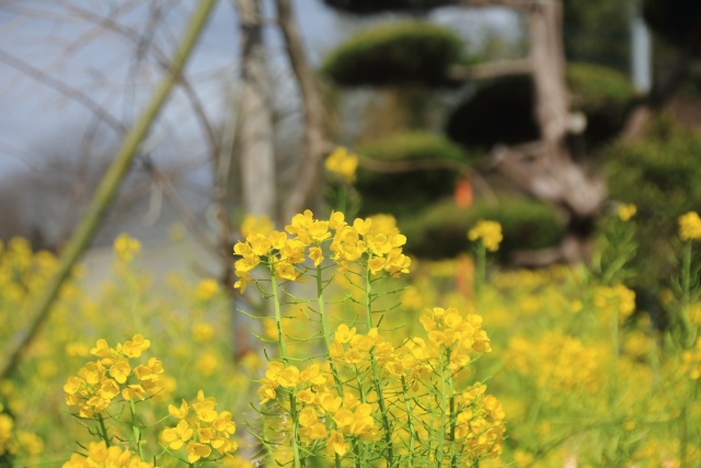 庭先に咲く菜の花