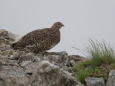 白馬岳の雌雷鳥