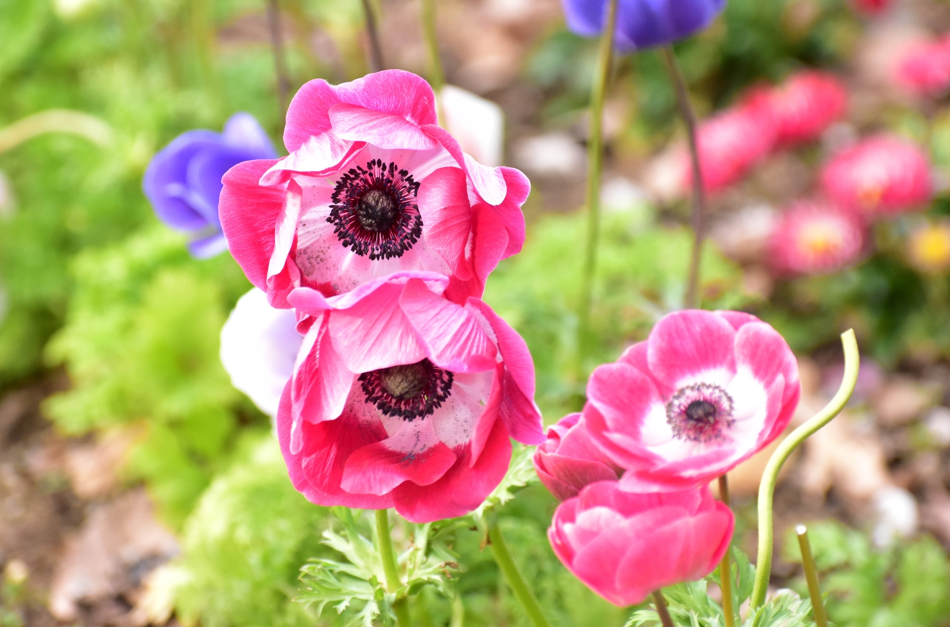 花 植物 アネモネ 壁紙19x1268 壁紙館