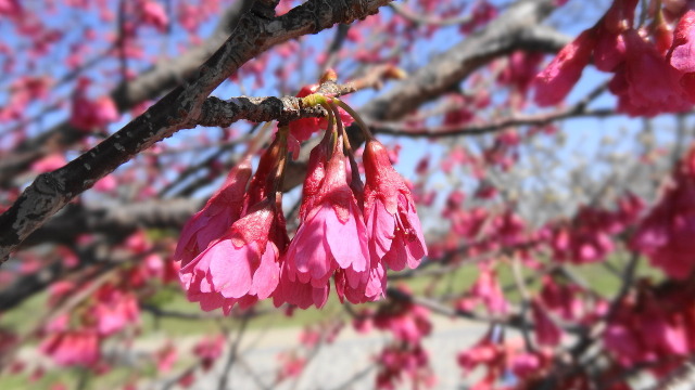 寒緋桜