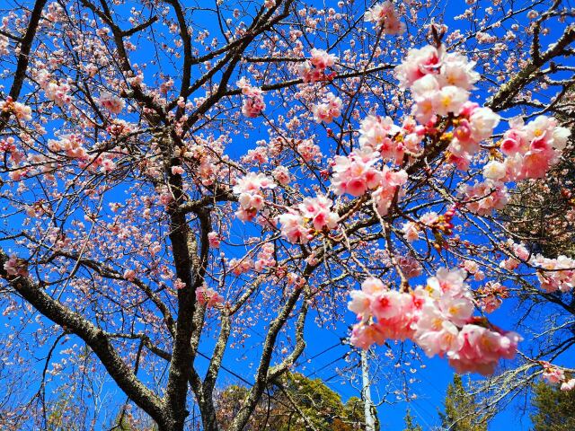 早咲きの桜