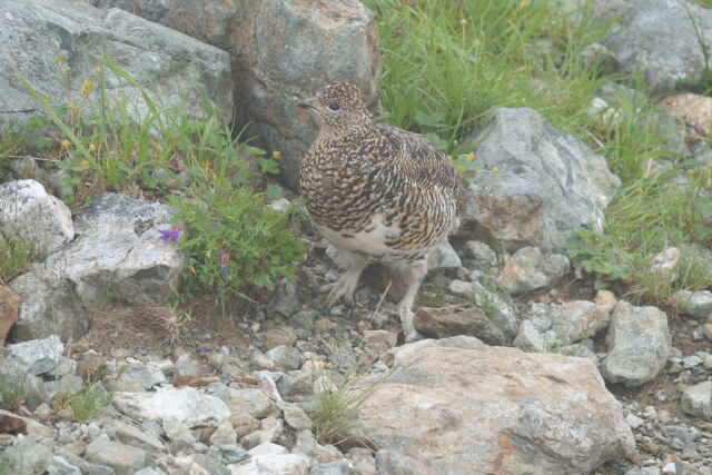 白馬岳の雌雷鳥2